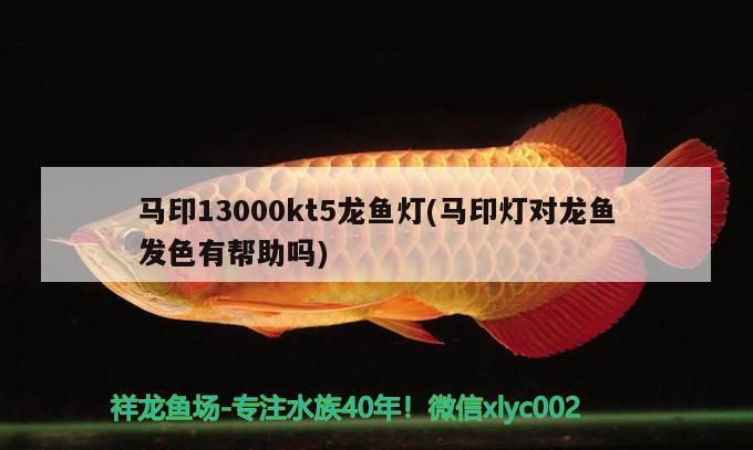 馬印13000kt5龍魚燈(馬印燈對龍魚發(fā)色有幫助嗎) 馬印13000kt5龍魚燈(馬印燈對龍魚發(fā)色有幫助嗎) 馬印水族
