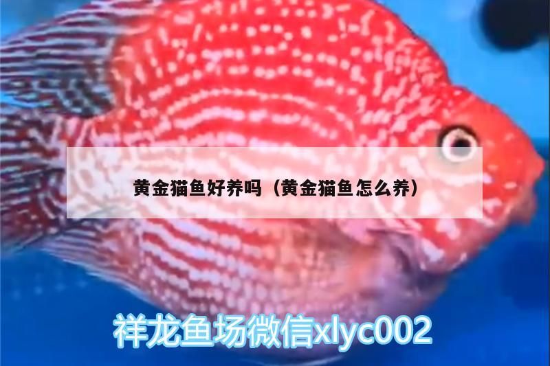 黃金貓魚好養嗎（黃金貓魚怎么養）