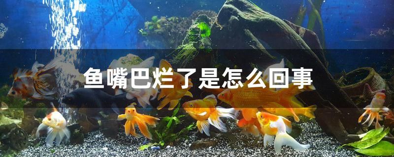 魚嘴巴爛了是怎么回事