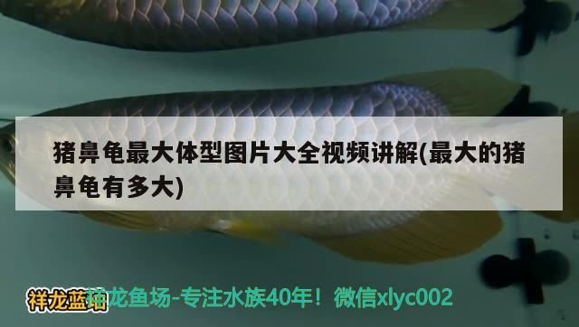 豬鼻龜最大體型圖片大全視頻講解(最大的豬鼻龜有多大)