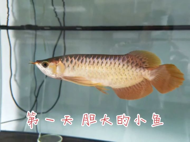 心不死 從新出發 心不死 從新出發 龍魚論壇