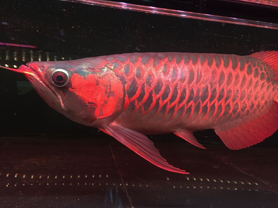 紅龍魚上色用什么燈照比較好：紅龍魚幼魚期如何正確上色的上色，紅龍魚幼魚期如何上色 紅龍魚上色用什么燈照比較好：紅龍魚幼魚期如何正確上色的上色，紅龍魚幼魚期如何上色 紅龍魚百科 第1張