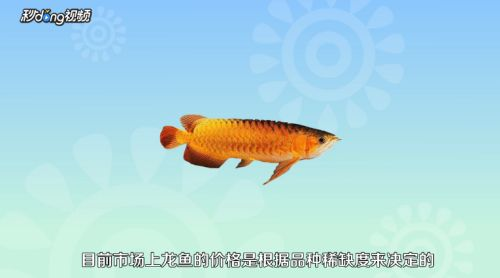 龍魚(yú)的喂養(yǎng)vs祥龍魚(yú)場(chǎng)：關(guān)于龍魚(yú)喂養(yǎng)的一些建議