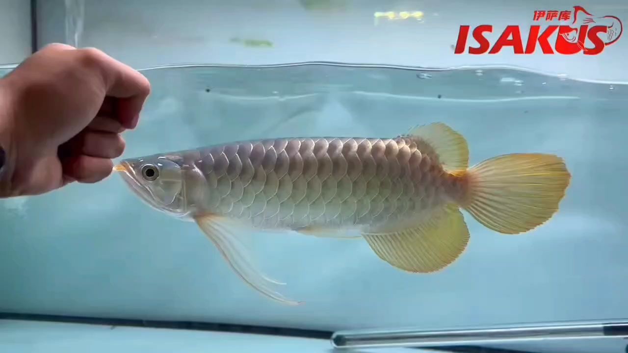 鼓喉的紅龍，后臺留 鼓喉的紅龍，后臺留 龍魚論壇