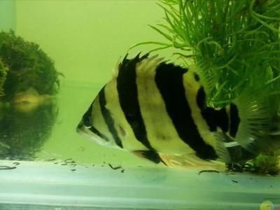 印尼虎魚適應(yīng)溫度多少:關(guān)于印尼虎魚適應(yīng)溫度的一些詳細(xì)信息 虎魚百科 第2張 印尼虎魚適應(yīng)溫度多少:關(guān)于印尼虎魚適應(yīng)溫度的一些詳細(xì)信息 印尼虎魚適應(yīng)溫度多少:關(guān)于印尼虎魚適應(yīng)溫度的一些詳細(xì)信息 虎魚百科 第2張