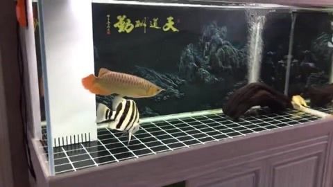 印尼虎魚適應(yīng)溫度多少：關(guān)于印尼虎魚適應(yīng)溫度的一些詳細(xì)信息 印尼虎魚適應(yīng)溫度多少：關(guān)于印尼虎魚適應(yīng)溫度的一些詳細(xì)信息 虎魚百科 第3張