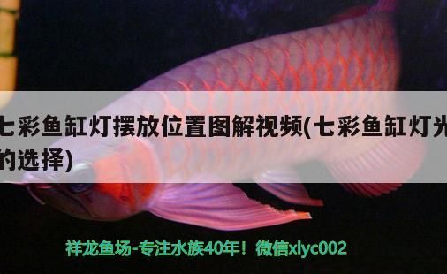 龍魚 七彩魚缸燈擺放位置圖解視頻(七彩魚缸燈光的選擇) iwish愛唯希品牌魚缸 七彩魚缸燈擺放位置圖解視頻(七彩魚缸燈光的選擇) 七彩魚缸燈擺放位置圖解視頻(七彩魚缸燈光的選擇) iwish愛唯希品牌魚缸