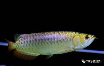 龍魚(yú)多長(zhǎng)時(shí)間能熟悉新環(huán)境vs祥龍魚(yú)場(chǎng)：龍魚(yú)適應(yīng)新環(huán)境的時(shí)間取決于多種因素