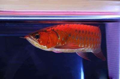 龍魚(yú)多長(zhǎng)時(shí)間能熟悉新環(huán)境vs祥龍魚(yú)場(chǎng)：龍魚(yú)適應(yīng)新環(huán)境的時(shí)間取決于多種因素