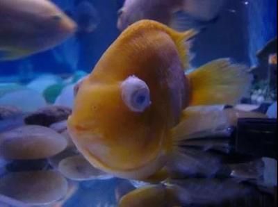 黃金河虎魚混養(yǎng)常見疾病預防，黃金河虎魚混養(yǎng)常見疾病預防是養(yǎng)殖過程中的一項重要課題