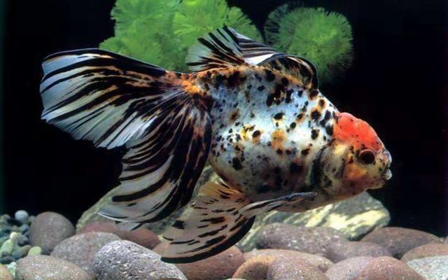黃金河虎魚混養(yǎng)常見疾病預防，黃金河虎魚混養(yǎng)常見疾病預防是養(yǎng)殖過程中的一項重要課題