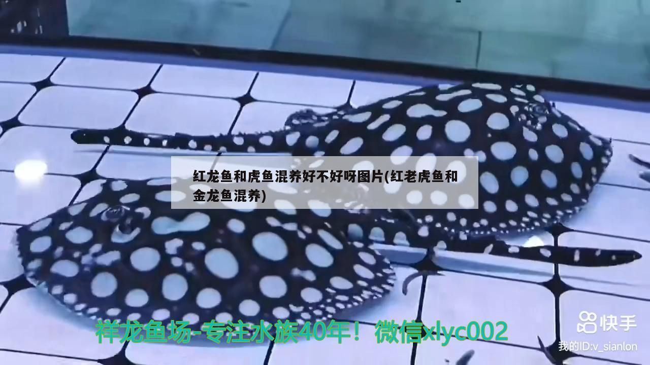 紅龍魚血統排名第幾(金龍魚血統) 紅龍魚血統排名第幾(金龍魚血統) 金龍魚百科