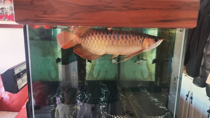 進步一點點 龍魚論壇 第1張 進步一點點 進步一點點 龍魚論壇 第1張