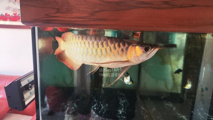 進步一點點 龍魚論壇 第3張 進步一點點 進步一點點 龍魚論壇 第3張