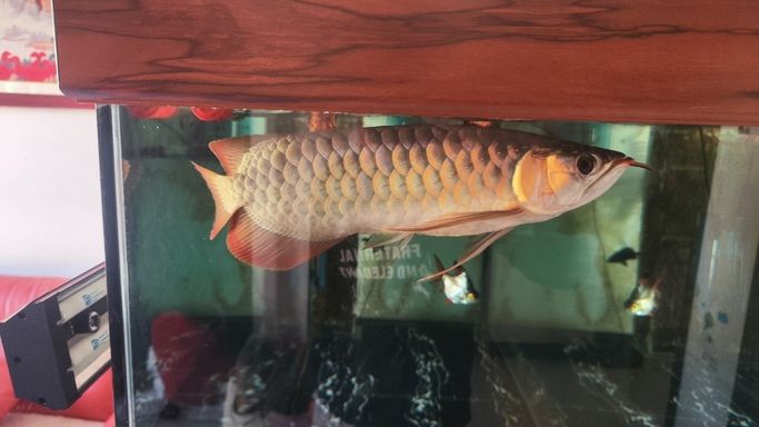 進步一點點 龍魚論壇 第2張 進步一點點 進步一點點 龍魚論壇 第2張