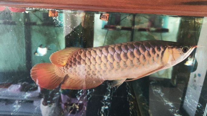 進步一點點 龍魚論壇 第5張 進步一點點 進步一點點 龍魚論壇 第5張