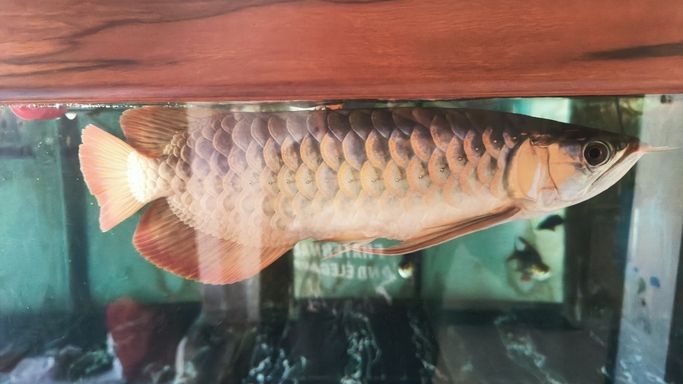 進步一點點 龍魚論壇 第4張 進步一點點 進步一點點 龍魚論壇 第4張