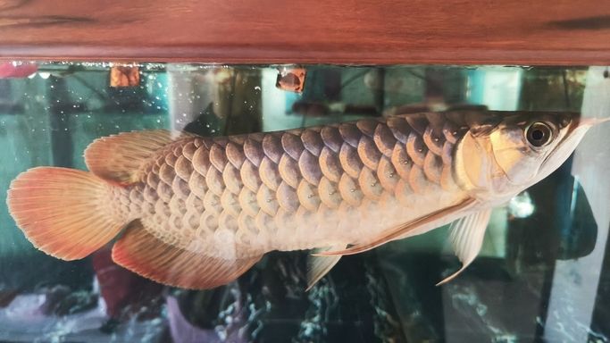 進步一點點 龍魚論壇 第7張 進步一點點 進步一點點 龍魚論壇 第7張