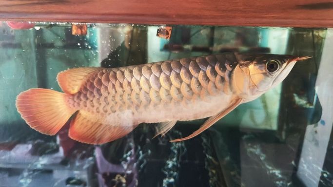 進步一點點 龍魚論壇 第6張 進步一點點 進步一點點 龍魚論壇 第6張