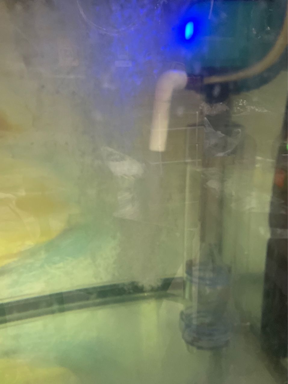 銀龍不去上層水，在下面趴著！尾鰭的鱗炸開