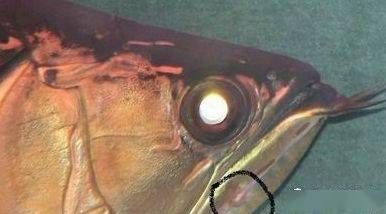 龍魚尾巴長包怎么回事vs祥龍魚場：龍魚尾巴長歪怎么辦