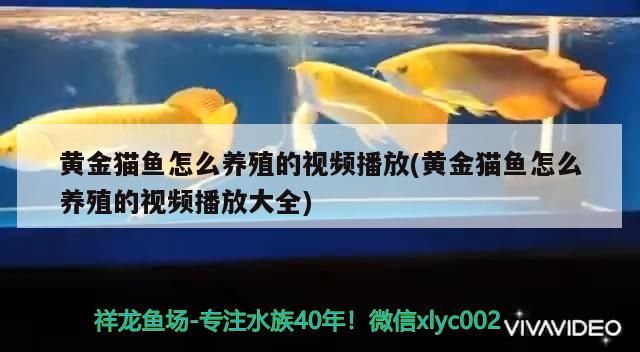 黃金貓魚怎么養殖的視頻播放(黃金貓魚怎么養殖的視頻播放大全) 黃金貓魚怎么養殖的視頻播放(黃金貓魚怎么養殖的視頻播放大全) 黃金貓魚百科