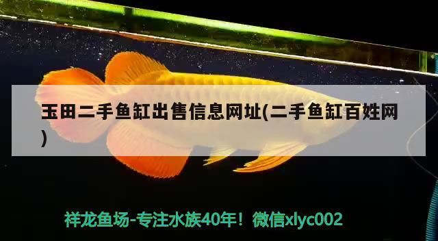 詳細(xì)閱讀:玉田二手魚缸出售信息網(wǎng)址(二手魚缸百姓網(wǎng)) 玉田二手魚缸出售信息網(wǎng)址(二手魚缸百姓網(wǎng))