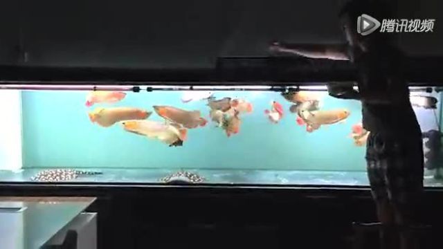 觀賞魚的小視頻（一些關于觀賞魚的小視頻推薦及獲取途徑） 觀賞魚的小視頻（一些關于觀賞魚的小視頻推薦及獲取途徑） 馬印水族 第1張