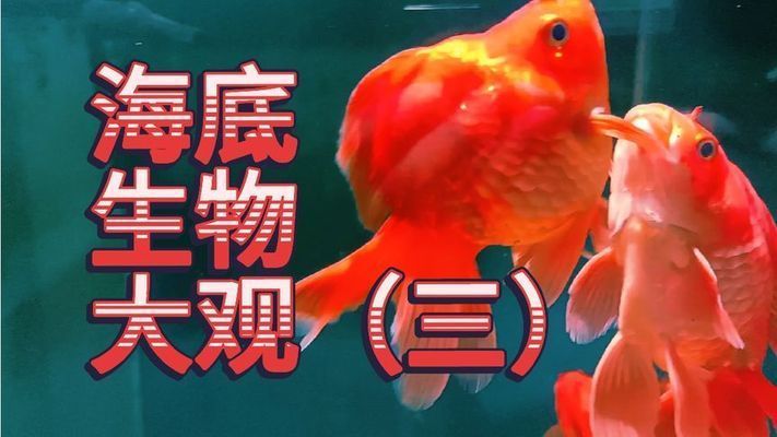 觀賞魚的小視頻（一些關于觀賞魚的小視頻推薦及獲取途徑） 觀賞魚的小視頻（一些關于觀賞魚的小視頻推薦及獲取途徑） 馬印水族 第2張