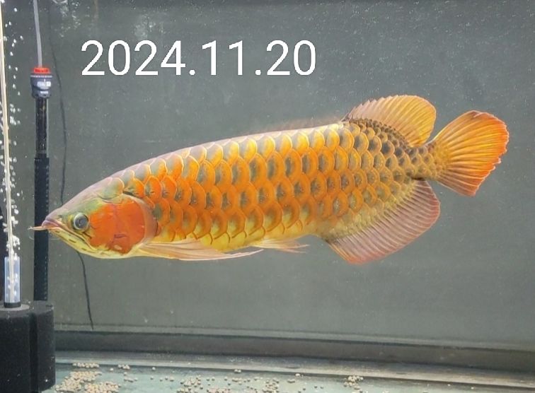 2024.11.20