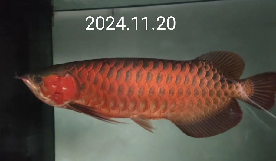 2024.11.20