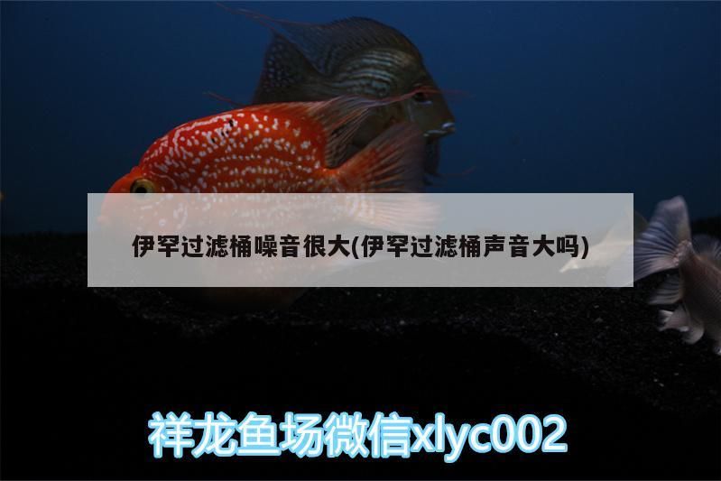 伊罕過濾桶噪音很大(伊罕過濾桶聲音大嗎) 伊罕過濾桶噪音很大(伊罕過濾桶聲音大嗎) 伊罕水族