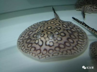 魟魚翹嘴的原因及處理：魟魚翹嘴可能是由于多種原因引起的