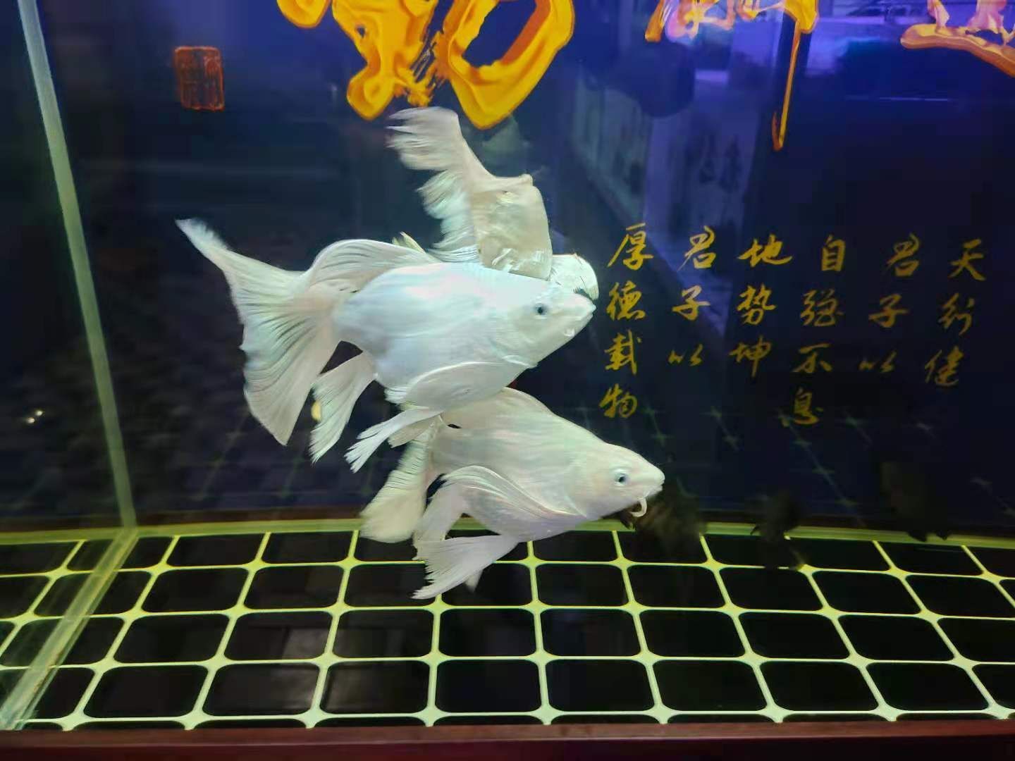 龍魚爛尾治療方法vs祥龍魚場：祥龍魚場口碑評價龍魚常見疾病及治療
