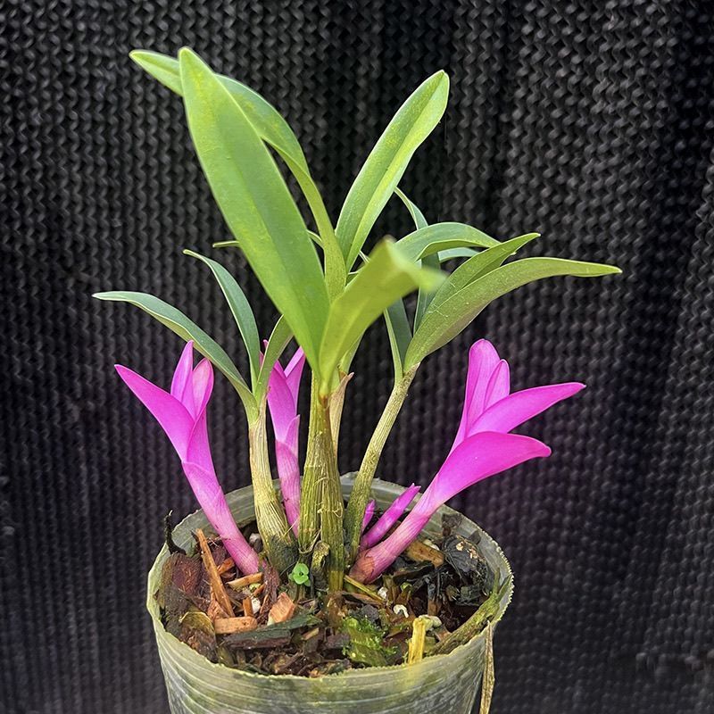 這是什么花