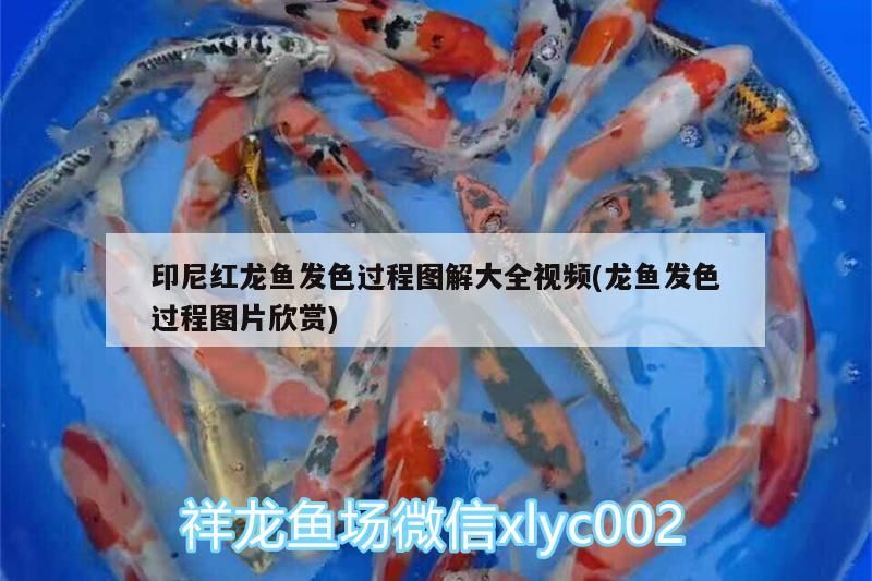 印尼紅龍魚發色過程圖解大全視頻(龍魚發色過程圖片欣賞) 印尼紅龍魚發色過程圖解大全視頻(龍魚發色過程圖片欣賞) 紅龍魚百科