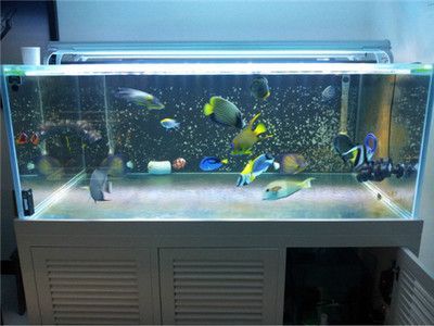 不帶過濾的魚缸可以養活魚嗎：不帶過濾的魚缸能否養活魚