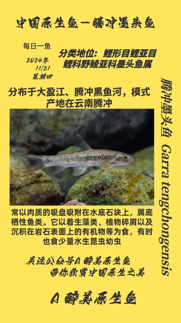 魚缸用增氧泵價格是多少:魚缸增氧機-xtrac增氧機-xtrac增氧機 騰沖墨頭魚 龍魚論壇 騰沖墨頭魚 騰沖墨頭魚 龍魚論壇