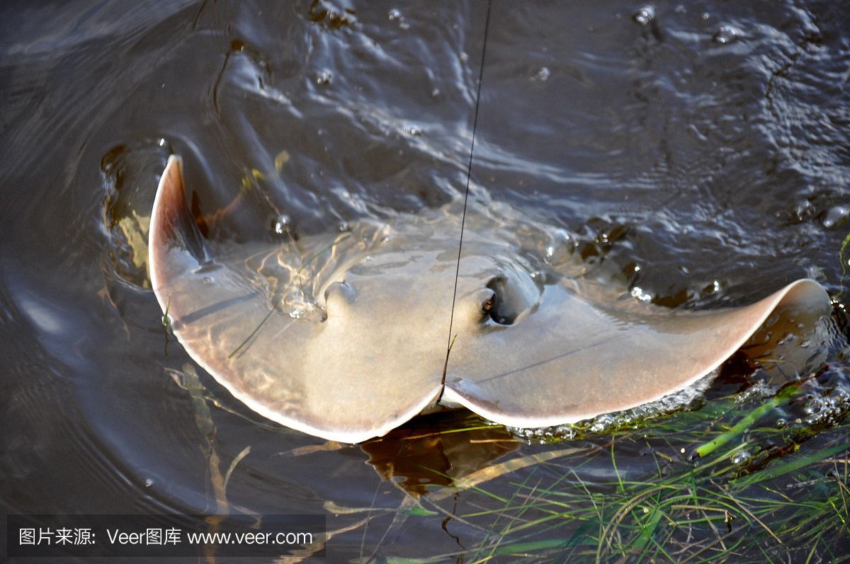 魟魚咬魟魚是什么原因：魟魚咬魟魚咬魟魚是什么原因[需手動填充]魚咬魟魚是什么原因 魟魚咬魟魚是什么原因：魟魚咬魟魚咬魟魚是什么原因[需手動填充]魚咬魟魚是什么原因 魟魚百科 第1張