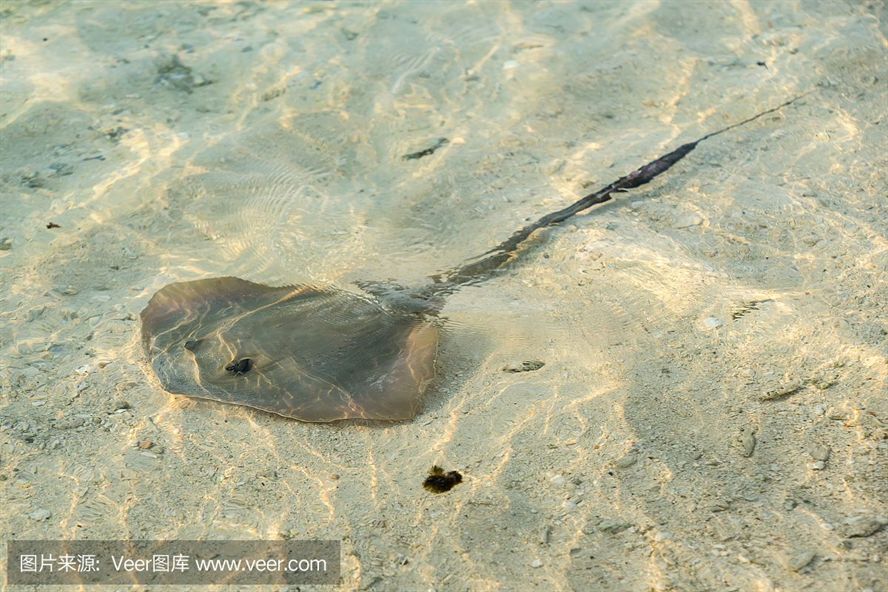 魟魚咬魟魚是什么原因：魟魚咬魟魚咬魟魚是什么原因[需手動填充]魚咬魟魚是什么原因 魟魚咬魟魚是什么原因：魟魚咬魟魚咬魟魚是什么原因[需手動填充]魚咬魟魚是什么原因 魟魚百科 第3張