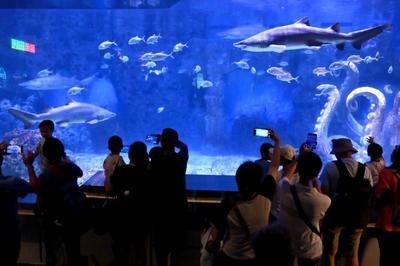 水族館店鋪介紹語怎么寫:關于水族館店鋪介紹語的撰寫 水族館百科(水族館加盟) 第5張 水族館店鋪介紹語怎么寫:關于水族館店鋪介紹語的撰寫 水族館店鋪介紹語怎么寫:關于水族館店鋪介紹語的撰寫 水族館百科(水族館加盟) 第5張