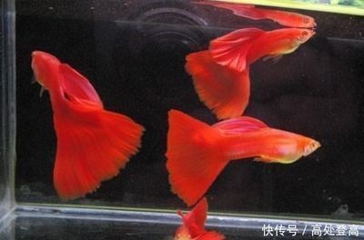 龍魚的選擇與鑒賞vs祥龍魚場：如何挑選健康龍魚 龍魚的選擇與鑒賞vs祥龍魚場：如何挑選健康龍魚 vs祥龍魚場 第3張