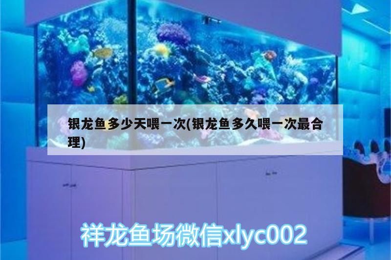 銀龍魚多少天喂一次(銀龍魚多久喂一次最合理) 銀龍魚多少天喂一次(銀龍魚多久喂一次最合理) 銀龍魚百科