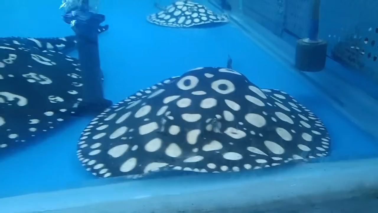 入大缸 入大缸 龍魚論壇