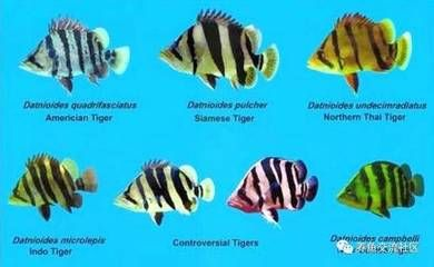 虎魚斷紋的形成：虎魚斷紋的形成原因