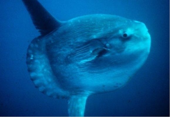 水族館中的魚算不算一個種群（《和平精英》水族館中的魚是否算作一個種群，這是一個值得探討的問題） 水族館中的魚算不算一個種群（《和平精英》水族館中的魚是否算作一個種群，這是一個值得探討的問題） 水族館百科（水族館加盟） 第1張
