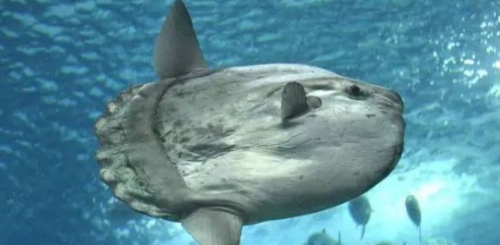 水族館中的魚算不算一個種群（《和平精英》水族館中的魚是否算作一個種群，這是一個值得探討的問題） 水族館中的魚算不算一個種群（《和平精英》水族館中的魚是否算作一個種群，這是一個值得探討的問題） 水族館百科（水族館加盟） 第3張