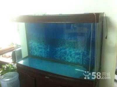 60長(zhǎng)40寬的魚(yú)缸：60長(zhǎng)40寬的魚(yú)缸適合養(yǎng)什么魚(yú)？