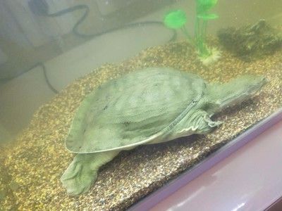 豬鼻龜是鱉類還是龜類動物：豬鼻龜屬于兩爪鱉科兩爪鱉科，豬鼻龜的食物來源 豬鼻龜是鱉類還是龜類動物：豬鼻龜屬于兩爪鱉科兩爪鱉科，豬鼻龜的食物來源 豬鼻龜百科 第4張
