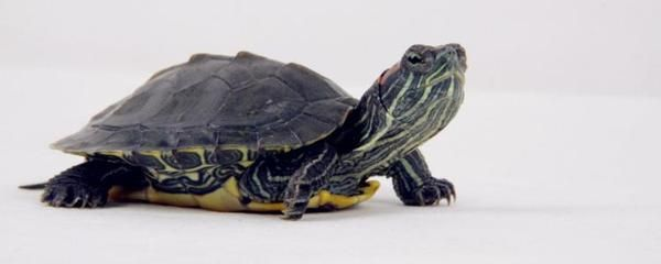 豬鼻龜是鱉類還是龜類動物：豬鼻龜屬于兩爪鱉科兩爪鱉科，豬鼻龜的食物來源 豬鼻龜是鱉類還是龜類動物：豬鼻龜屬于兩爪鱉科兩爪鱉科，豬鼻龜的食物來源 豬鼻龜百科 第5張